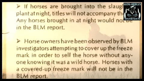 BLM sends horses to slaughter